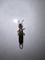 Forficula auricularia