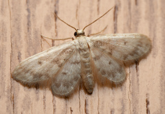 Idaea bonifata