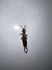 Forficula auricularia