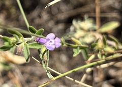 Hedeoma reverchonii