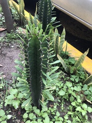 Euphorbia trigona