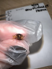 Forficula auricularia