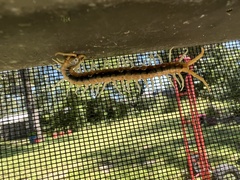 Scolopendra viridis