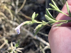 Hedeoma reverchonii