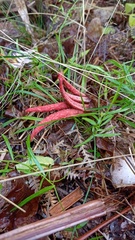 Clathrus archeri