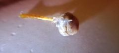 Lernaeocera branchialis