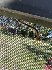 Scolopendra viridis
