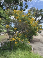 Senna