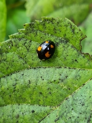 Harmonia axyridis