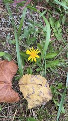 Scorzoneroides autumnalis