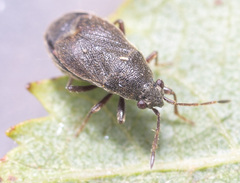 Stygnocoris rusticus