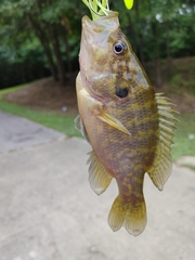 Lepomis gulosus