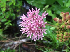 Asclepias rubra