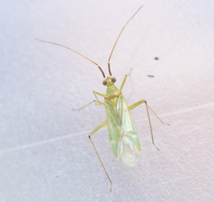 Blepharidopterus angulatus