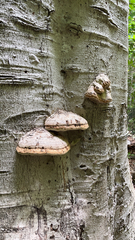 Fomes fomentarius