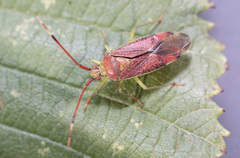 Pantilius tunicatus
