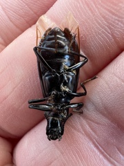 Alobates pensylvanicus