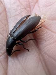 Alobates pensylvanicus