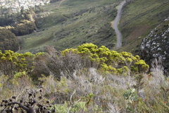Leucadendron xanthoconus