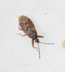 Gastrodes abietum