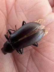 Alobates pensylvanicus