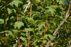 Physocarpus capitatus