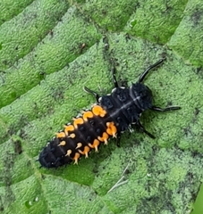 Harmonia axyridis
