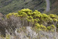 Leucadendron xanthoconus