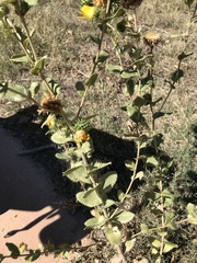 Grindelia ciliata