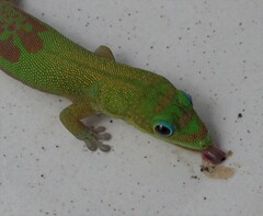 Phelsuma laticauda laticauda