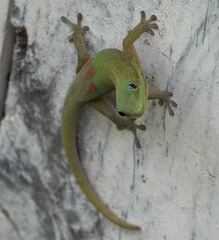 Phelsuma laticauda laticauda