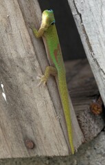 Phelsuma laticauda laticauda