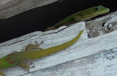 Phelsuma laticauda laticauda