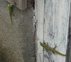 Phelsuma laticauda laticauda