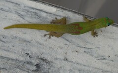 Phelsuma laticauda laticauda