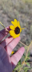 Helianthus paradoxus