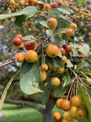 Malus