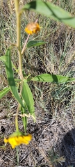 Helianthus paradoxus