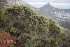 Phylica buxifolia
