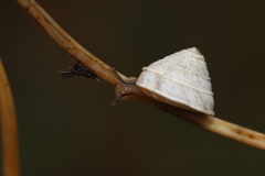 Trochoidea elegans