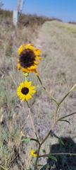 Helianthus paradoxus