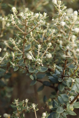 Phylica buxifolia