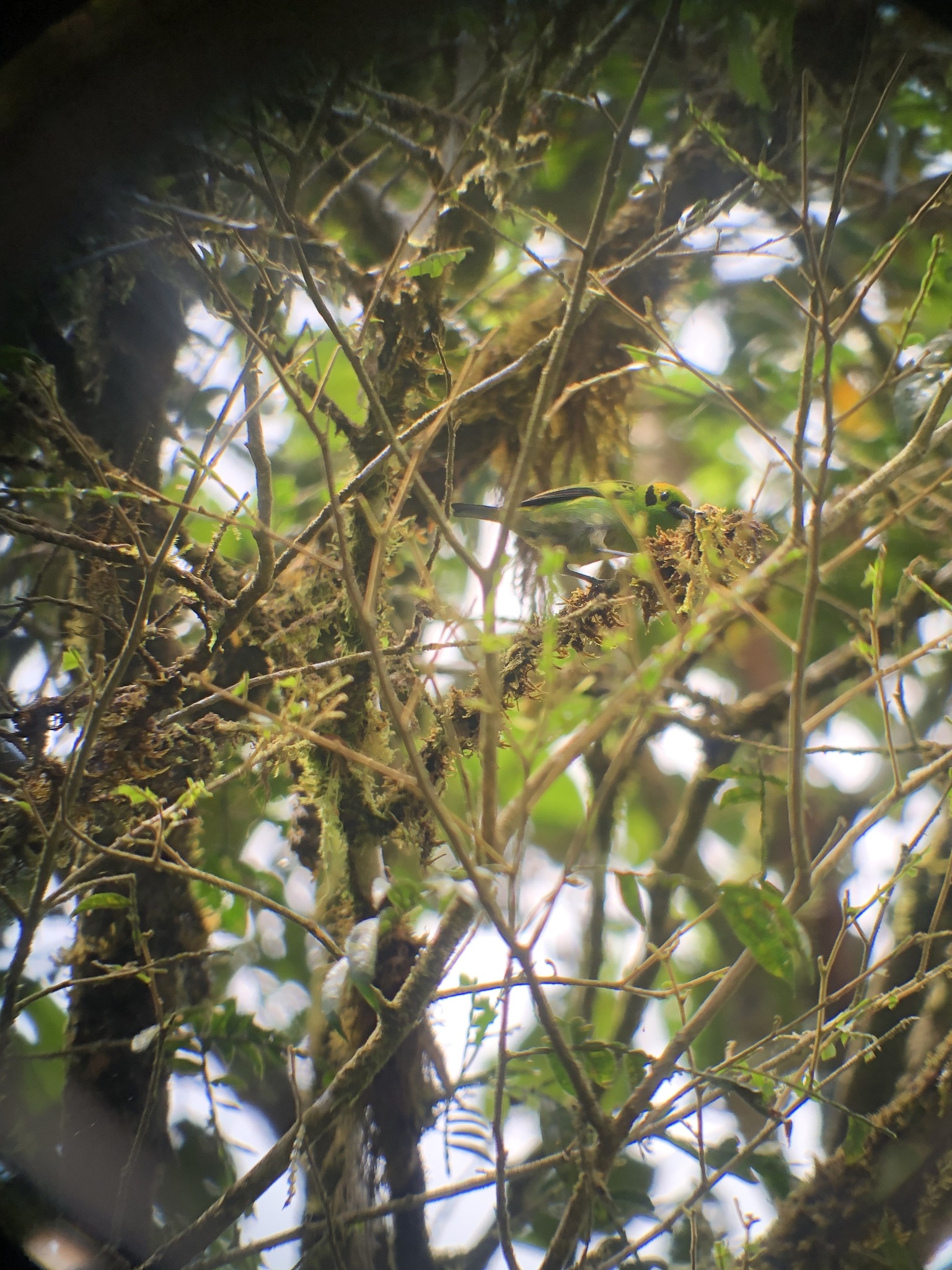 Emerald Tanager (Tangara florida)