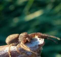 Xysticus