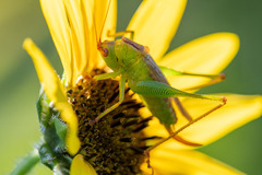 Orchelimum silvaticum