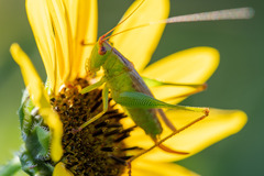 Orchelimum silvaticum