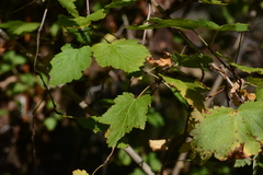 Physocarpus capitatus