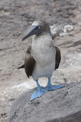 Sula nebouxii excisa