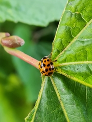 Harmonia axyridis