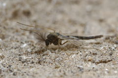 Cricotopus